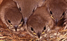 jonge wrens