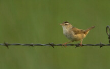 een Wren 